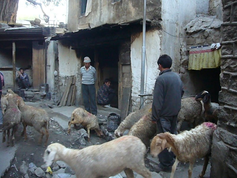 Sheep and bakeries.